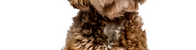 Dogs