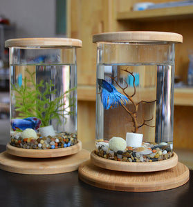 Bamboo Oasis Mini Aquarium