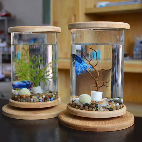 Bamboo Oasis Mini Aquarium